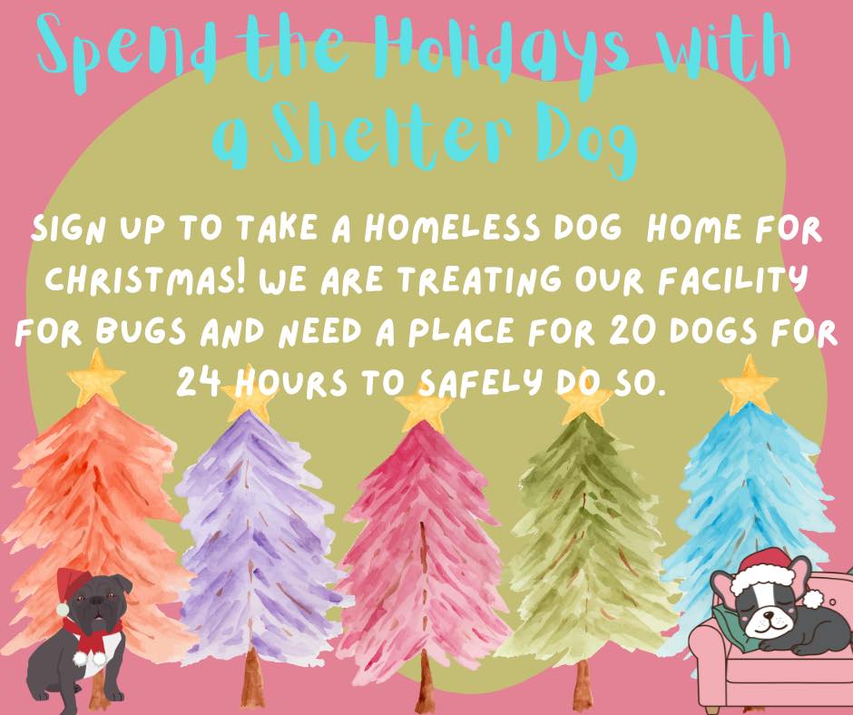 Sign up to take a dog home for the holidays